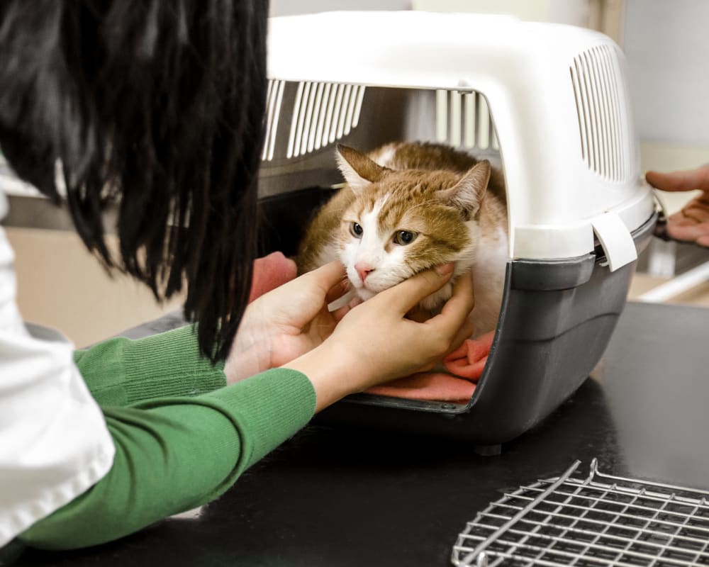 Emergency Pet Clinic Longmont | Longmont Speciality & Emergency Vet