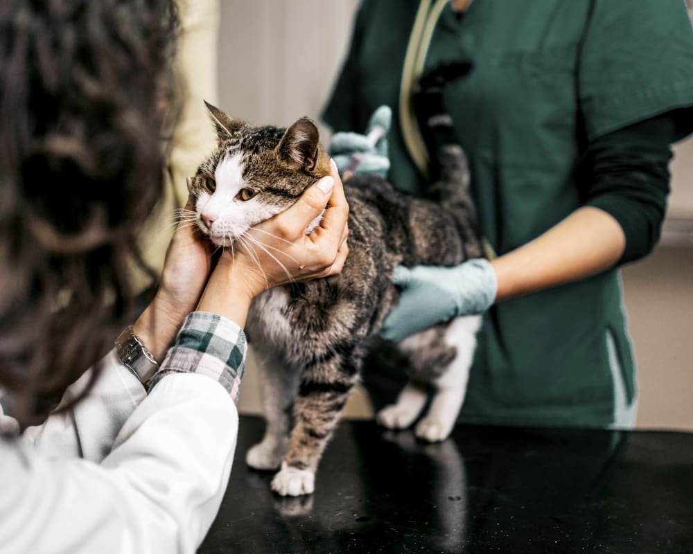 Surgery, Longmont Vet